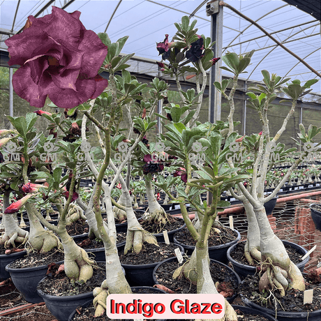 0356 - Rosa do Deserto - ENXERTO ADULTO - INDIGO GLAZE - Gm Rosa Do Deserto
