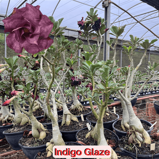 0356 - Rosa do Deserto - ENXERTO ADULTO - INDIGO GLAZE - Gm Rosa Do Deserto