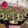 0358 - Rosa do Deserto - ENXERTO ADULTO - GM DESTINY - Gm Rosa Do Deserto