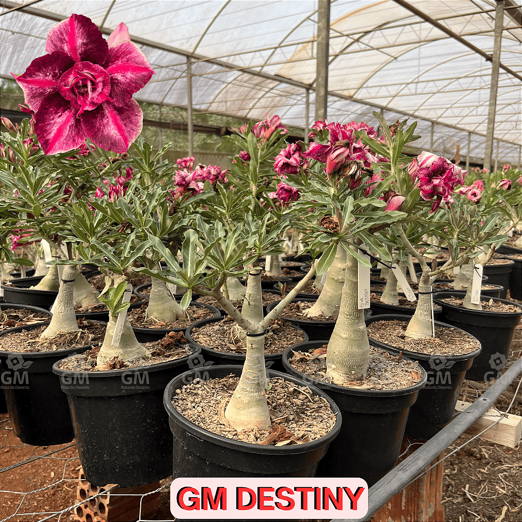 0358 - Rosa do Deserto - ENXERTO ADULTO - GM DESTINY - Gm Rosa Do Deserto
