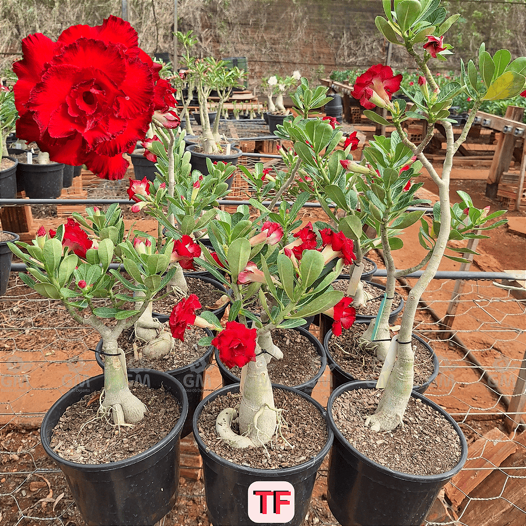 0361 - Rosa do Deserto - ENXERTO ADULTO - TF - Gm Rosa Do Deserto