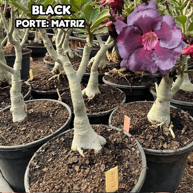0362 - Rosa do Deserto - ENXERTO ADULTO - BLACK - Gm Rosa Do Deserto