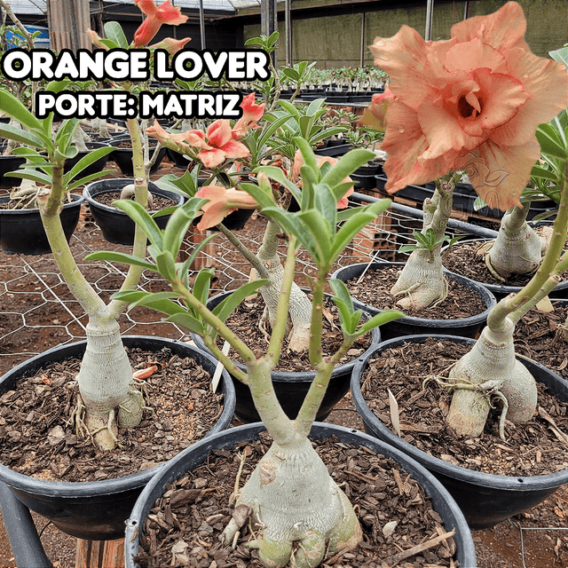 0363 - Rosa do Deserto - ENXERTO ADULTO - ORANGE LOVER - Gm Rosa Do Deserto