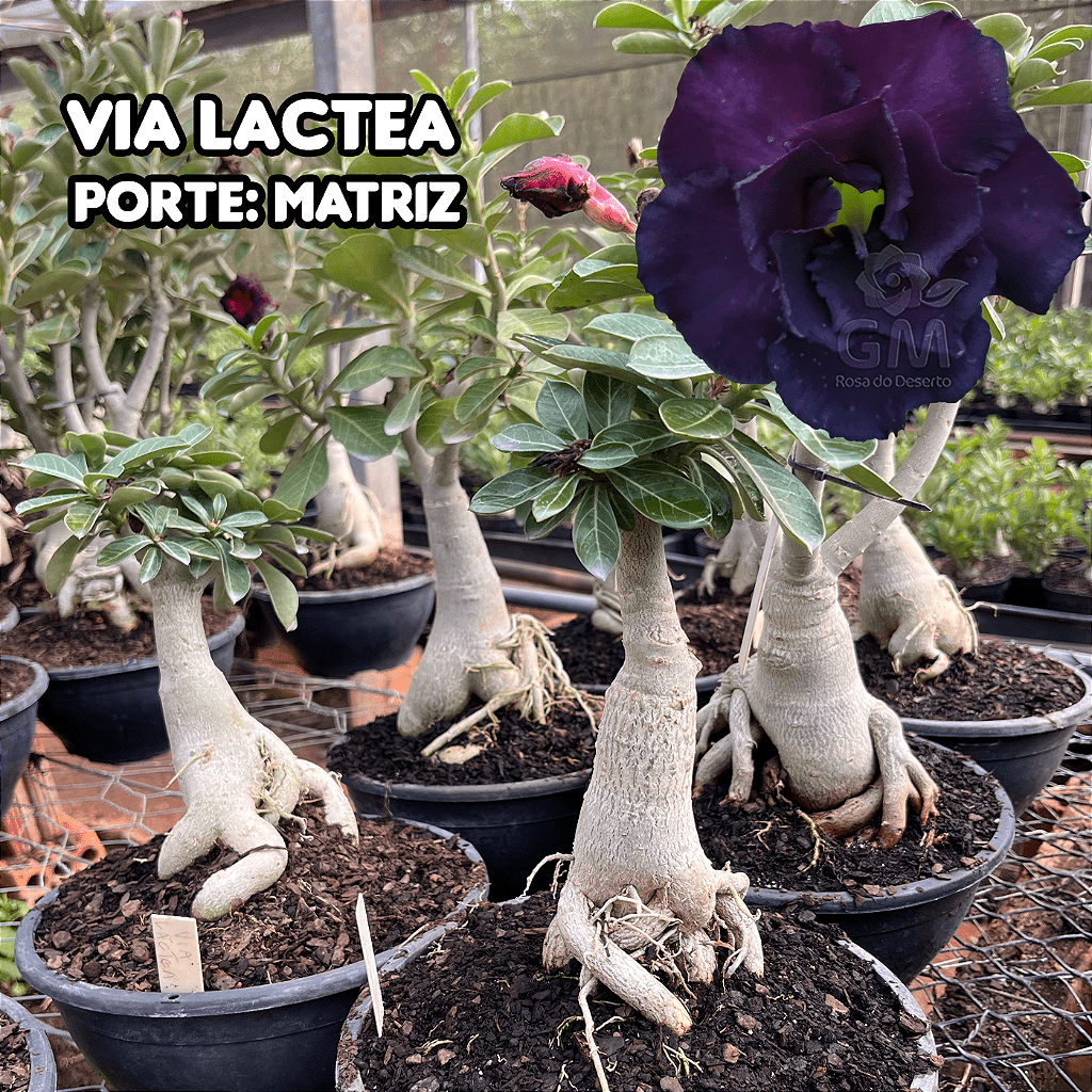 0364 - Rosa do Deserto - ENXERTO ADULTO - VIA LACTEA - Gm Rosa Do Deserto