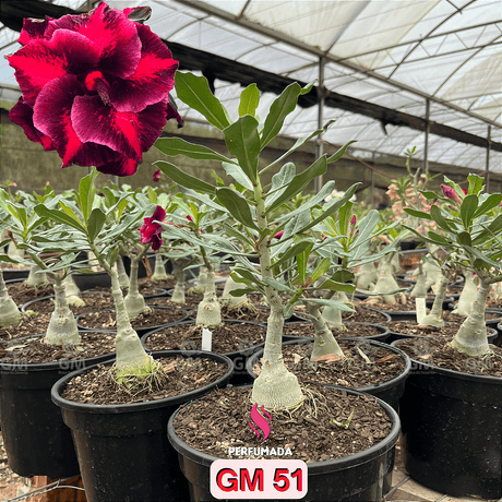 0365 - Rosa do Deserto - ENXERTO ADULTO - GM - 51 (PERFUMADA) - Gm Rosa Do Deserto