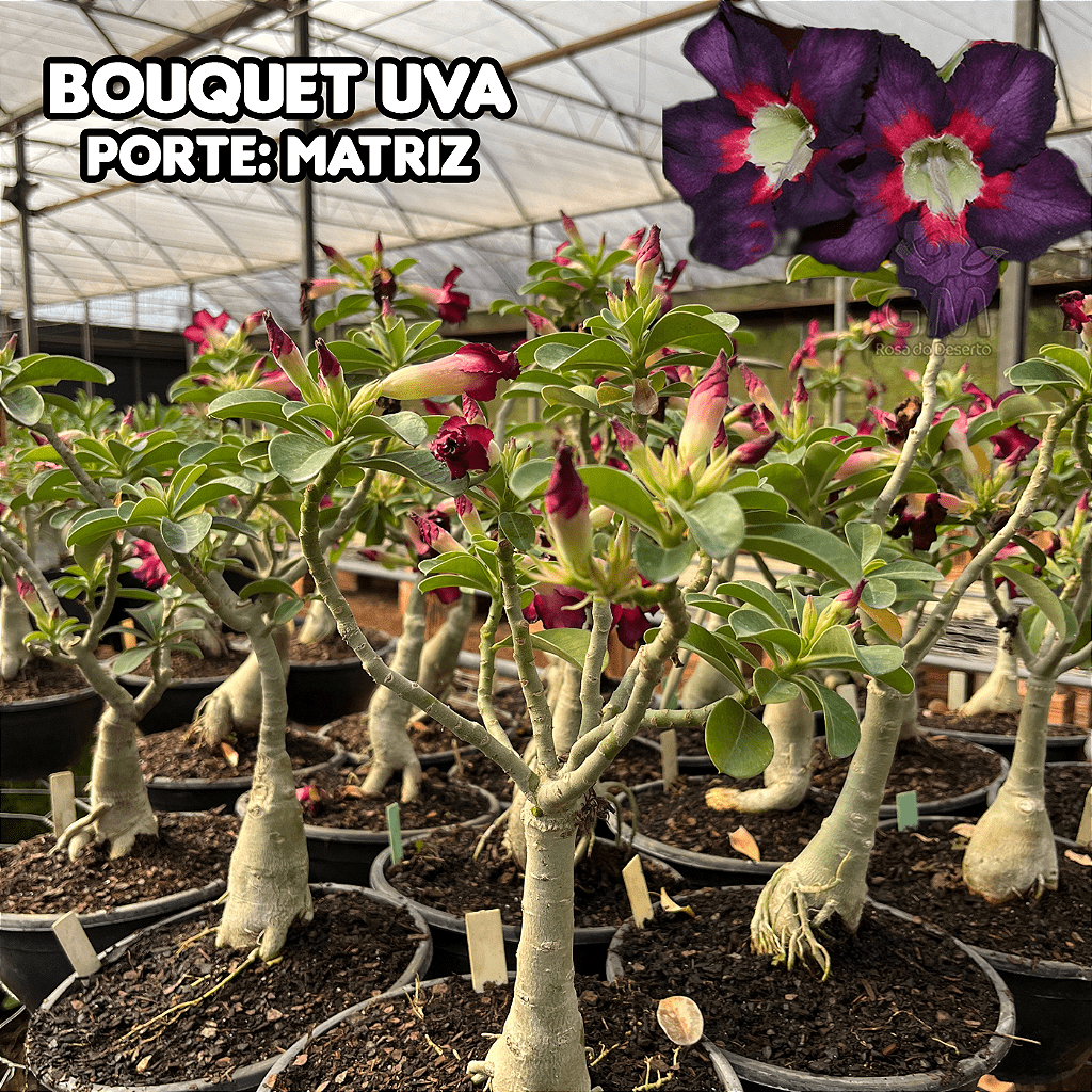 0367 - Rosa do Deserto - ENXERTO ADULTO - BOUQUET UVA - Gm Rosa Do Deserto