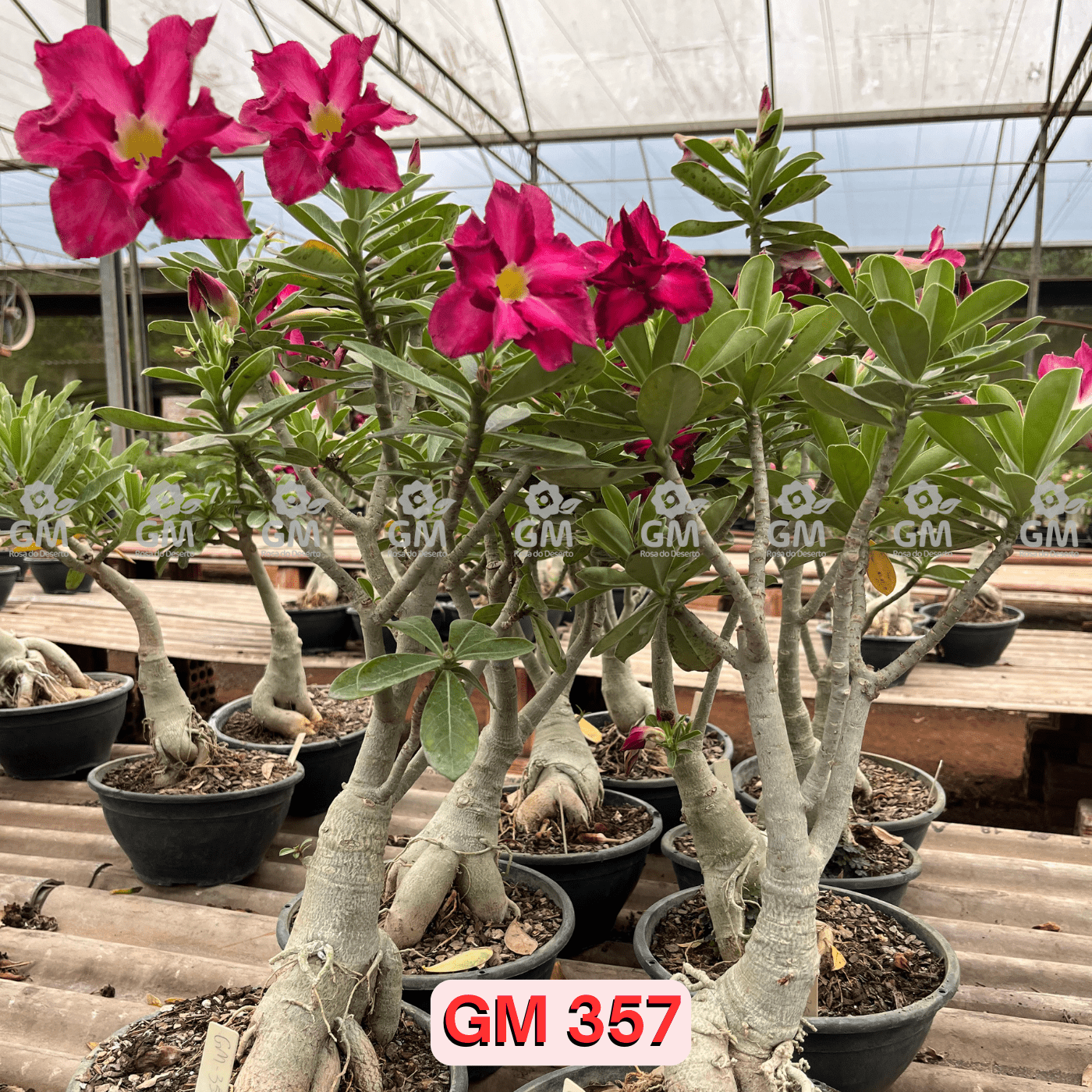0370 - Rosa do Deserto - ENXERTO ADULTO - GM 357 - Gm Rosa Do Deserto