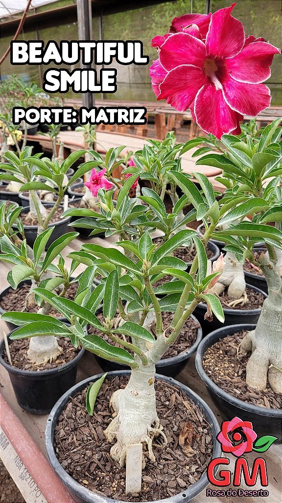 0402 - Rosa do Deserto - ENXERTO ADULTO - BEAUTIFUL SMILE - Gm Rosa Do Deserto