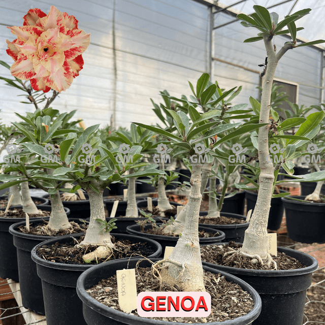 0403 - Rosa do Deserto - ENXERTO ADULTO - GENOA - Gm Rosa Do Deserto