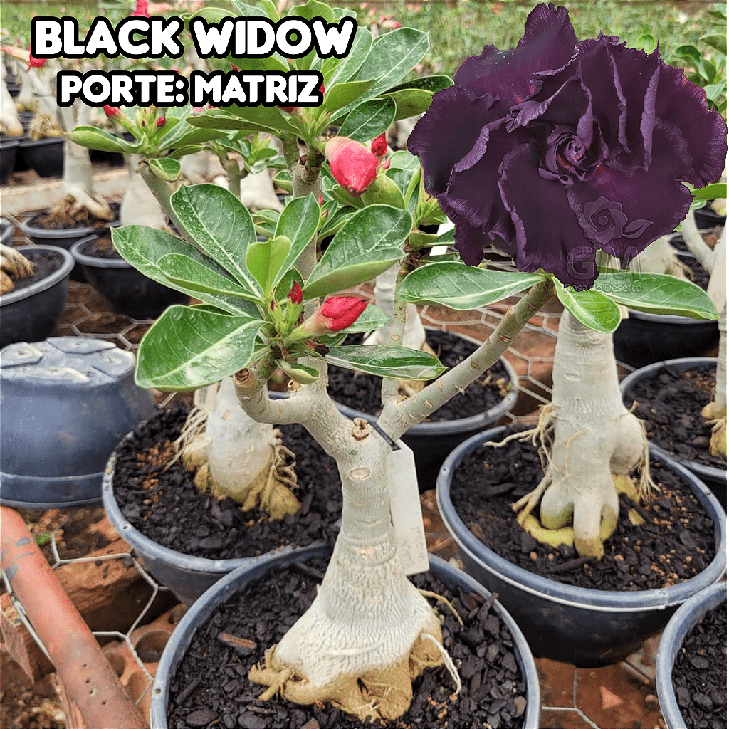 0410 - Rosa do Deserto - ENXERTO ADULTO - BLACK WIDOW - Gm Rosa Do Deserto