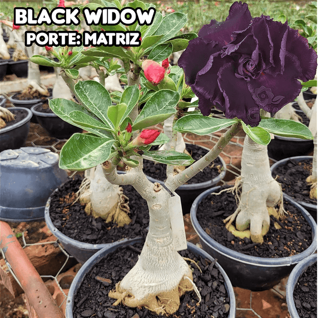 0410 - Rosa do Deserto - ENXERTO ADULTO - BLACK WIDOW - Gm Rosa Do Deserto