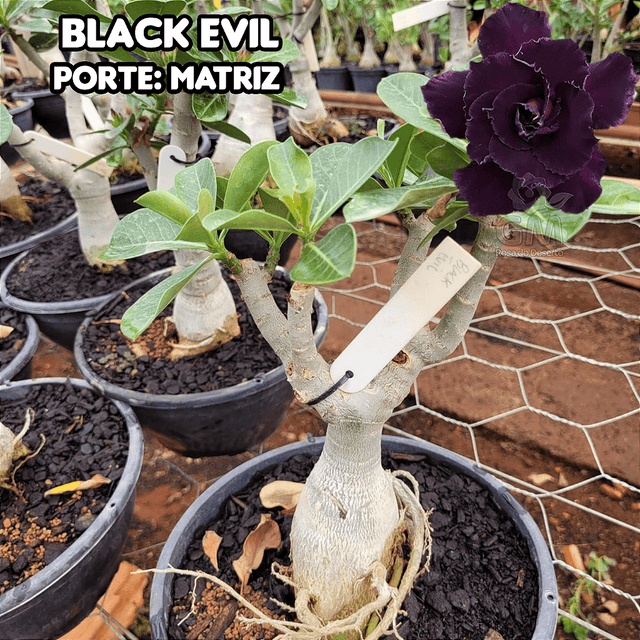 0411 - Rosa do Deserto - ENXERTO ADULTO - BLACK EVIL - Gm Rosa Do Deserto