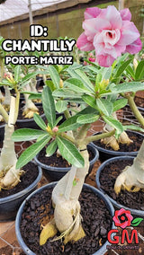 0412 - Rosa do Deserto - ENXERTO ADULTO - CHANTILLY - Gm Rosa Do Deserto