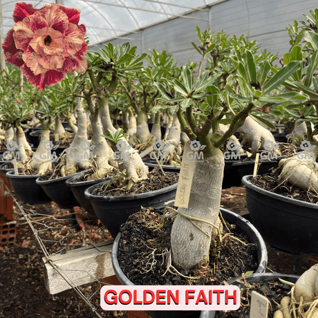 0413 - Rosa do Deserto - ENXERTO ADULTO - GOLDEN FAITH (PERFUMADA) - Gm Rosa Do Deserto