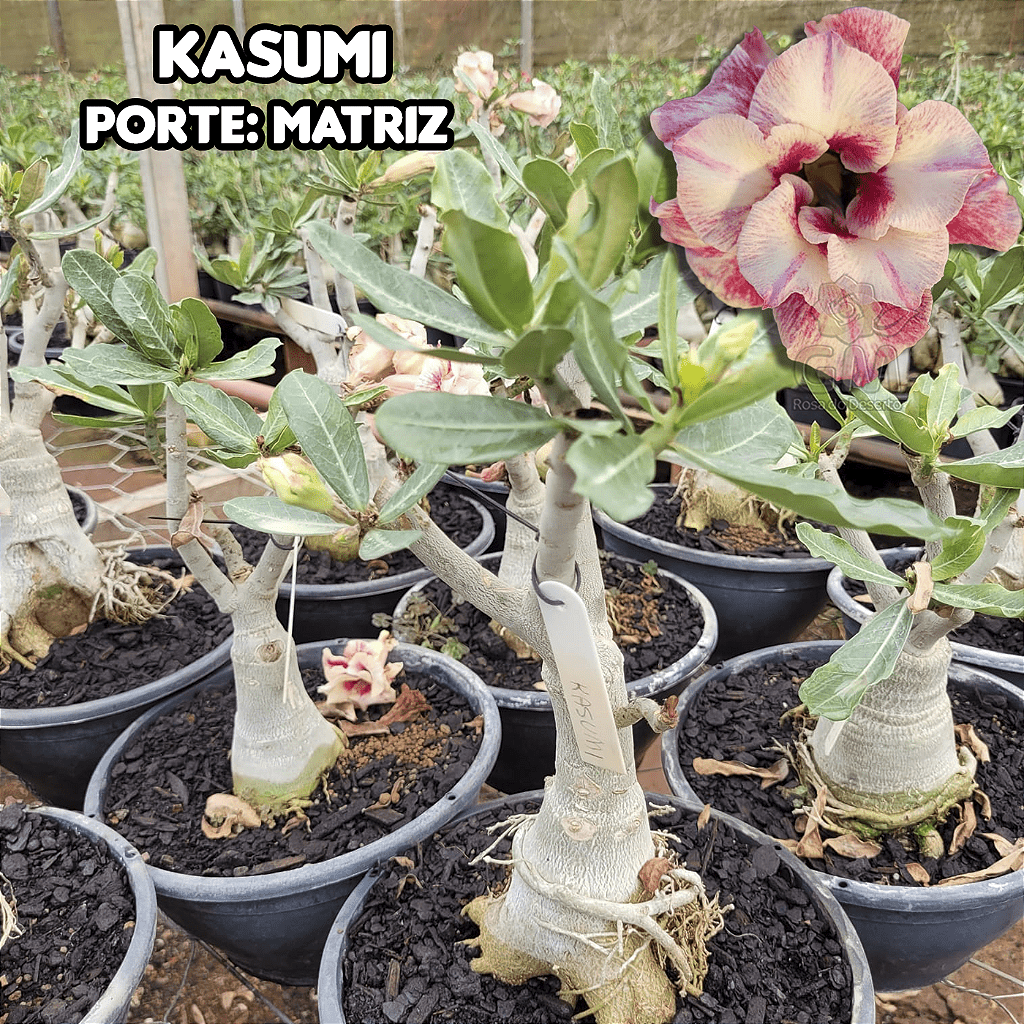 0416 - Rosa do Deserto - ENXERTO ADULTO - KASUMI - Gm Rosa Do Deserto