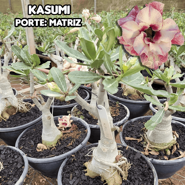 0416 - Rosa do Deserto - ENXERTO ADULTO - KASUMI - Gm Rosa Do Deserto