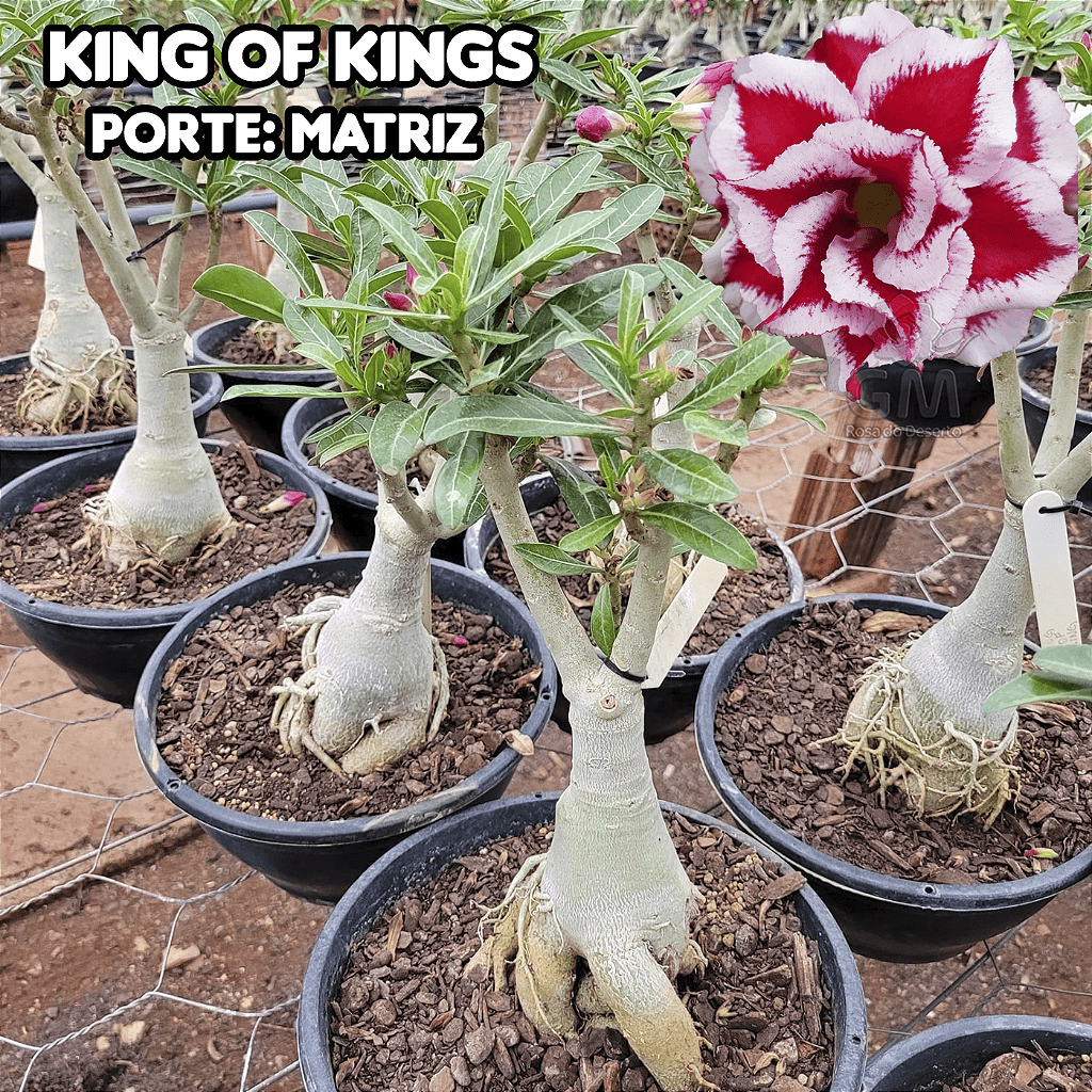 0417 - Rosa do Deserto - ENXERTO ADULTO - KING OF KINGS - Gm Rosa Do Deserto