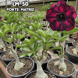 0420 - Rosa do Deserto - ENXERTO ADULTO - LM - 50 - Gm Rosa Do Deserto