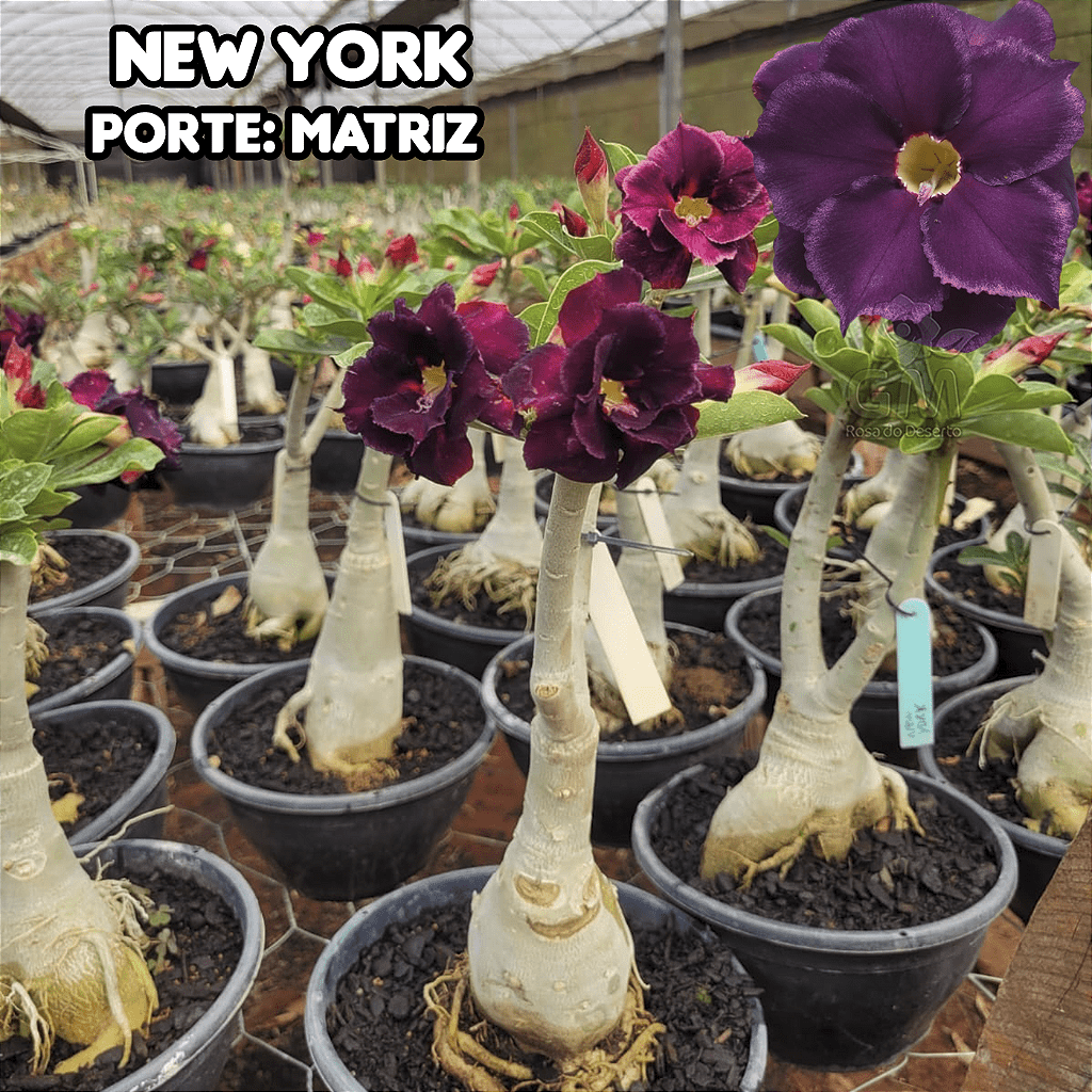 0422 - Rosa do Deserto - ENXERTO ADULTO - NEW YORK - Gm Rosa Do Deserto