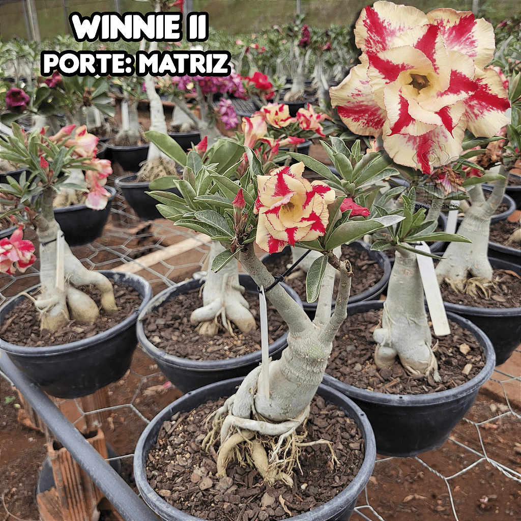 0428 - Rosa do Deserto - ENXERTO ADULTO - WINNIE 2 - Gm Rosa Do Deserto