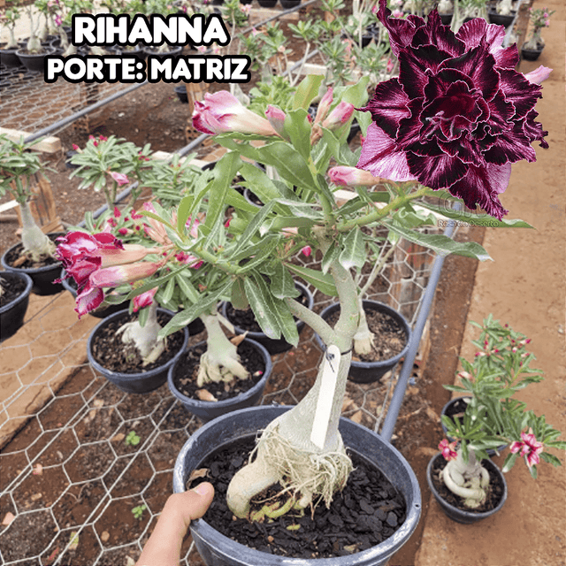 0432 - Rosa do Deserto - ENXERTO ADULTO - RIHANNA - Gm Rosa Do Deserto