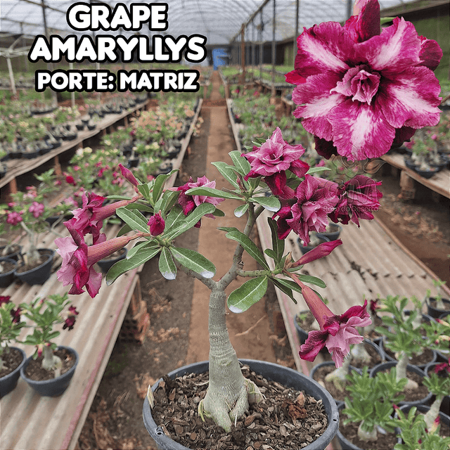 0436 - Rosa do Deserto - ENXERTO ADULTO - GRAPE AMARYLLIS - Gm Rosa Do Deserto