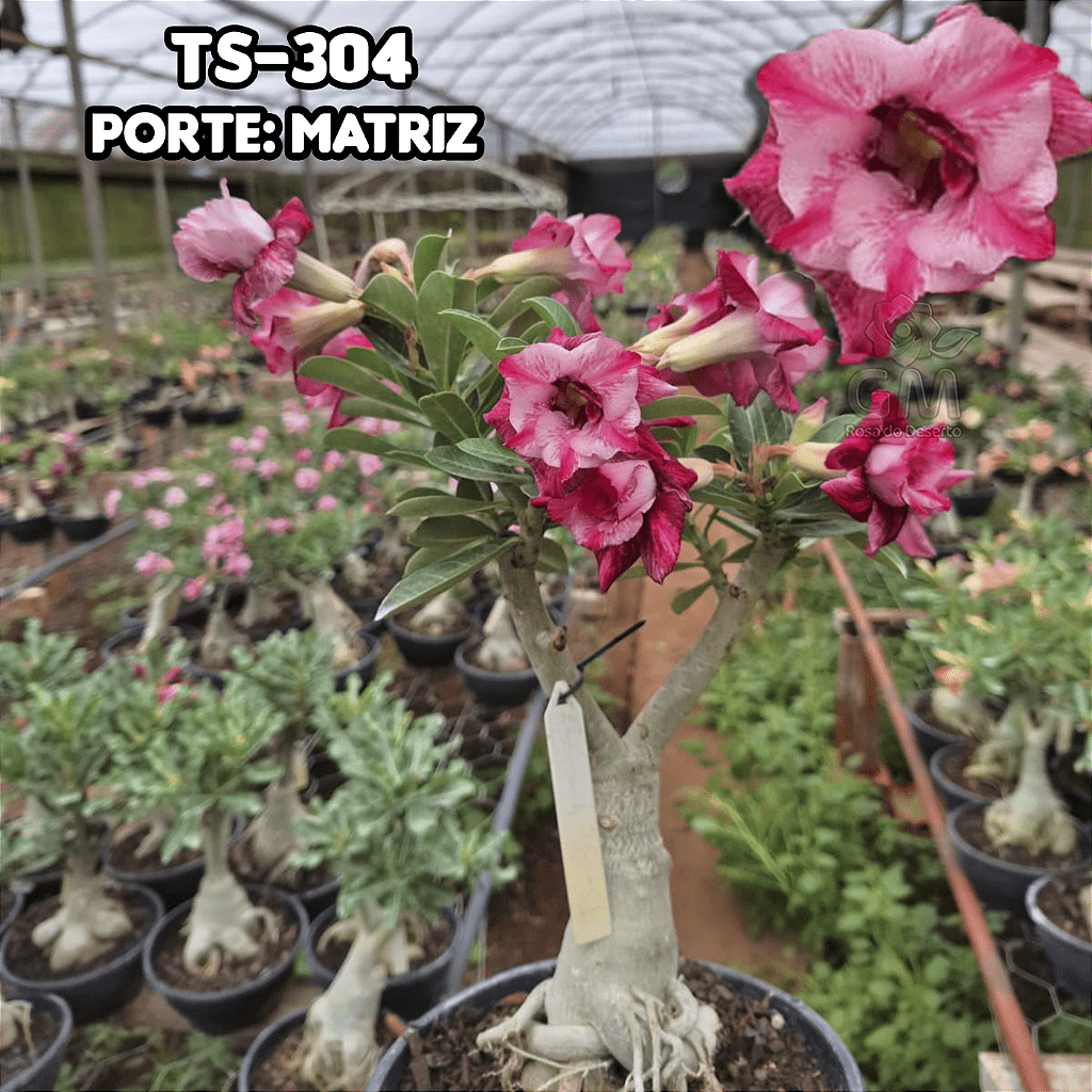 0438 - Rosa do Deserto - ENXERTO ADULTO - TS - 304 - Gm Rosa Do Deserto