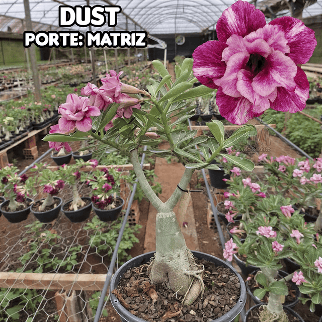 0442 - Rosa do Deserto - ENXERTO ADULTO - DUST - Gm Rosa Do Deserto