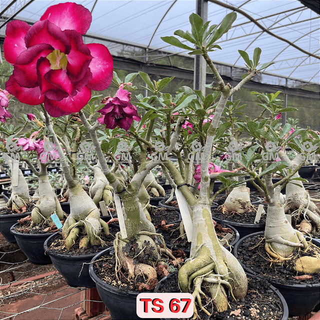0444 - Rosa do Deserto - ENXERTO ADULTO - TS 67 - Gm Rosa Do Deserto