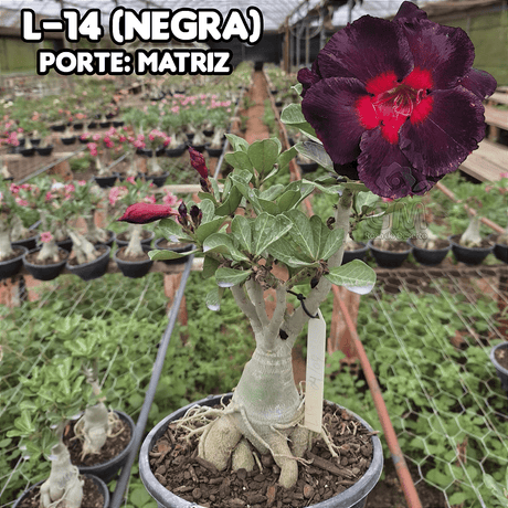 0446 - Rosa do Deserto - ENXERTO ADULTO - L - 14 ( NEGRA ) - Gm Rosa Do Deserto