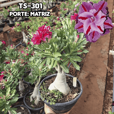 0447 - Rosa do Deserto - ENXERTO ADULTO - TS - 301 - Gm Rosa Do Deserto