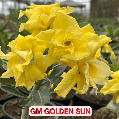 0452 - Rosa do Deserto - GM GOLDEN SUN - Gm Rosa Do Deserto