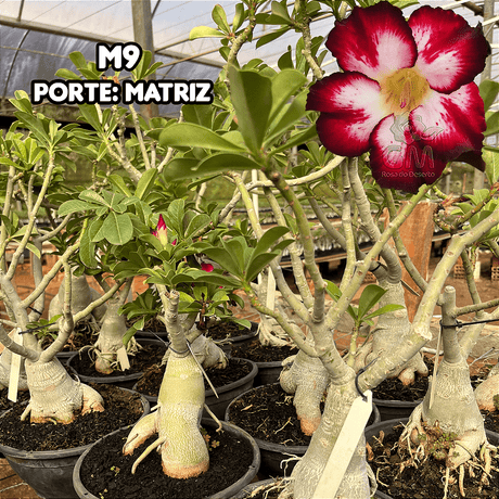 0454 - Rosa do Deserto - ENXERTO ADULTO - M9 - Gm Rosa Do Deserto