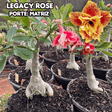 0455 - Rosa do Deserto - ENXERTO ADULTO - LEGACY ROSE - Gm Rosa Do Deserto