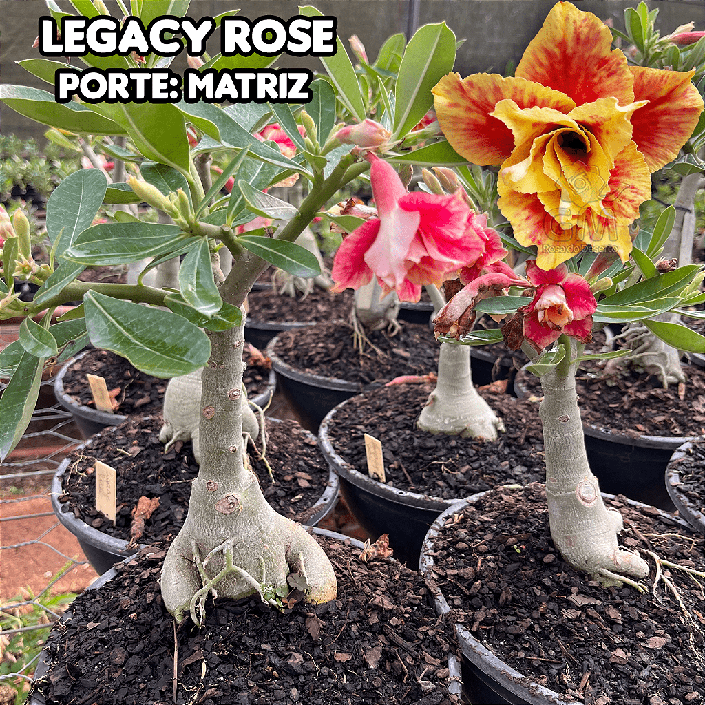 0455 - Rosa do Deserto - ENXERTO ADULTO - LEGACY ROSE - Gm Rosa Do Deserto