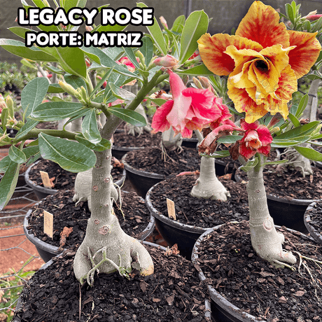 0455 - Rosa do Deserto - ENXERTO ADULTO - LEGACY ROSE - Gm Rosa Do Deserto
