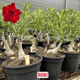 0459 - Rosa do Deserto - ENXERTO ADULTO - MIKI - Gm Rosa Do Deserto