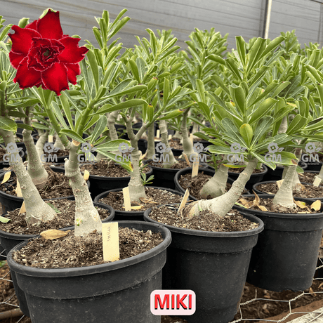 0459 - Rosa do Deserto - ENXERTO ADULTO - MIKI - Gm Rosa Do Deserto