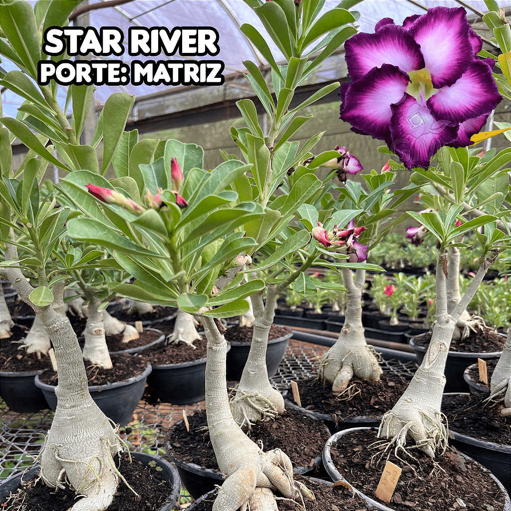 0462 - Rosa do Deserto - ENXERTO ADULTO - STAR RIVER - Gm Rosa Do Deserto