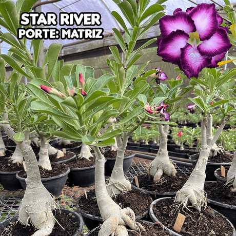 0462 - Rosa do Deserto - ENXERTO ADULTO - STAR RIVER - Gm Rosa Do Deserto