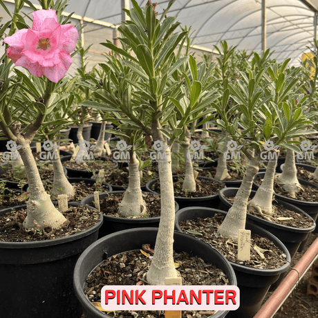 0463 - Rosa do Deserto - ENXERTO ADULTO - PINK PHANTER - Gm Rosa Do Deserto