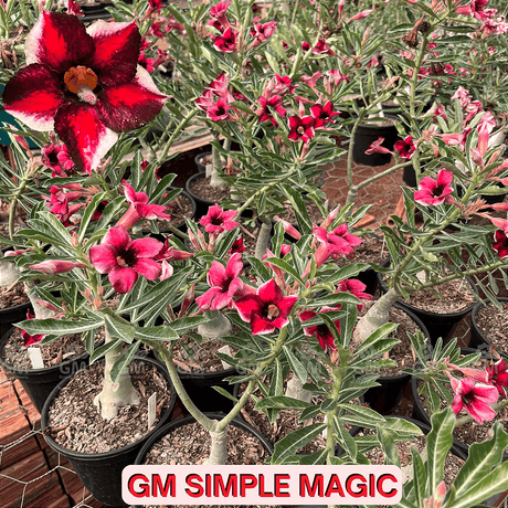 0469 - Rosa do Deserto - ENXERTO ADULTO - GM Simple Magic - Gm Rosa Do Deserto