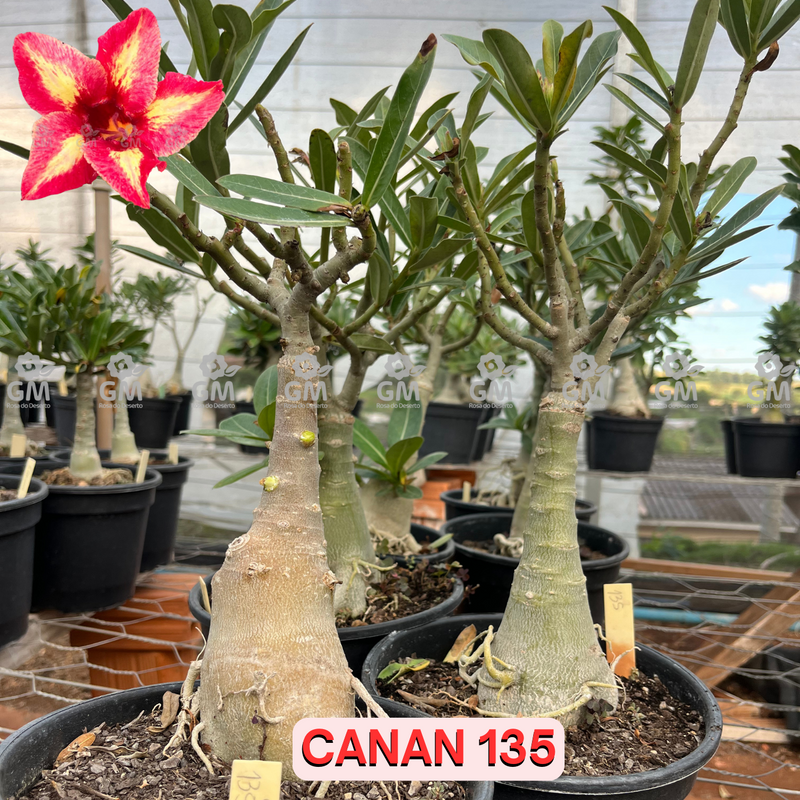 Rosa do Deserto - ENXERTO ADULTO -  CANAN 135