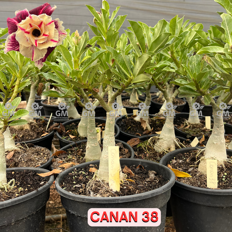 Rosa do Deserto - ENXERTO ADULTO -  CANAN 38