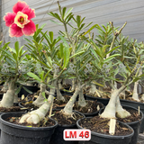 Rosa do Deserto - ENXERTO ADULTO - LM 46