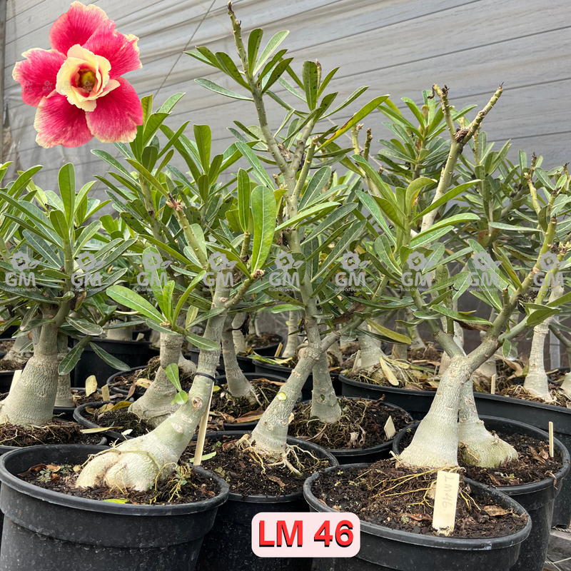 Rosa do Deserto - ENXERTO ADULTO - LM 46