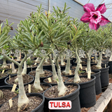 Rosa do Deserto - ENXERTO ADULTO - TULSA