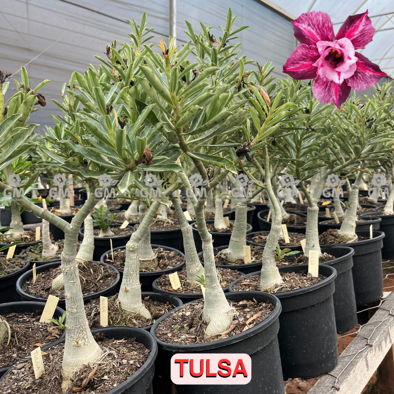 Rosa do Deserto - ENXERTO ADULTO - TULSA