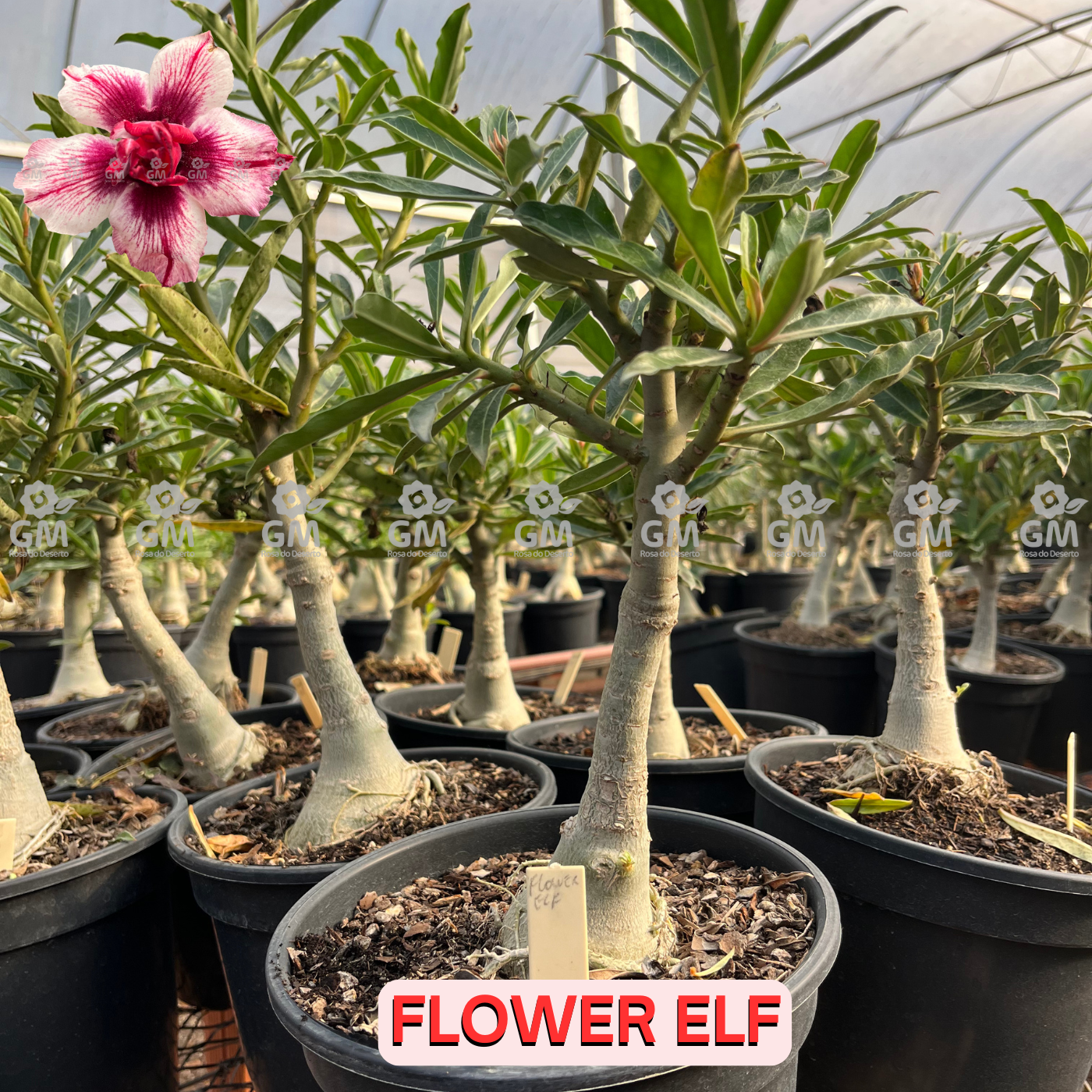 Rosa do Deserto - ENXERTO ADULTO -  FLOWER ELF