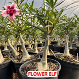 Rosa do Deserto - ENXERTO ADULTO -  FLOWER ELF
